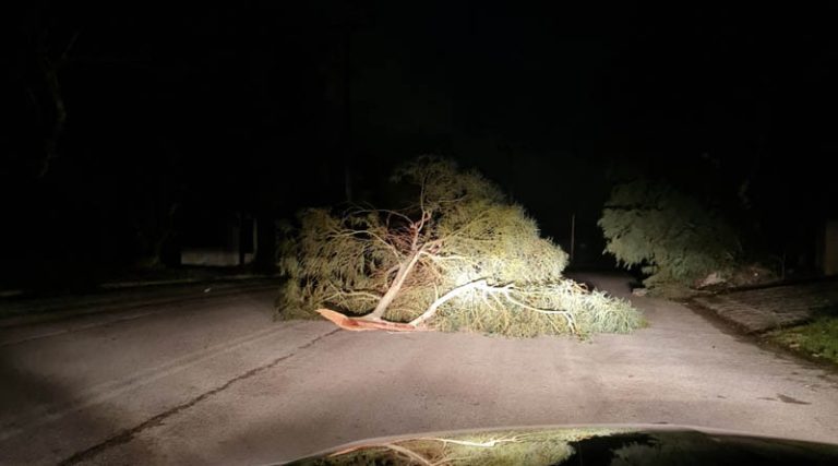 Πικέρμι: Προσοχή στη Λεωφόρο Δωριέων – Έπεσε δέντρο στη μέση του δρόμου (φωτό)