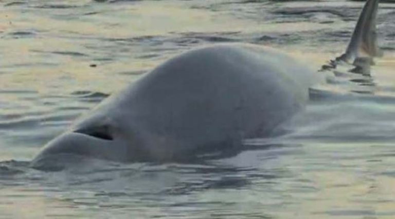 Απίστευτο: Φάλαινα στην παραλία του Αλίμου – Τι συνέβη (φωτό)