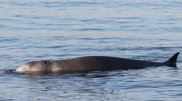 Πολύ σοβαρή η κατάσταση της υγείας της φάλαινας – Τα πρώτα αποτελέσματα από τις εξετάσεις