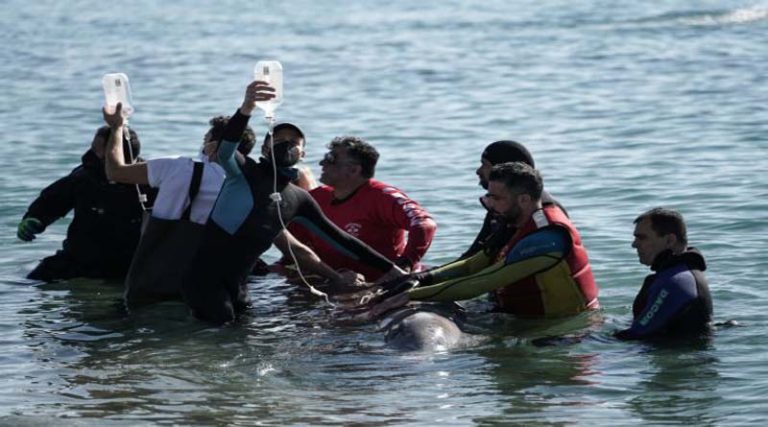 Πανελλήνια συγκίνηση για τον “Σωτήρη” – Εθελόντρια τραγουδά στην τραυματισμένη φάλαινα για να την κρατήσει στη ζωή (βίντεο)