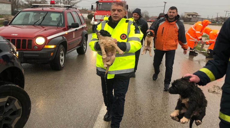 Κακοκαιρία Διομήδης: Απίστευτη διάσωση 4 κουταβιών από πυροσβέστες σε πλημμυρισμένο ποτάμι (φωτό & βίντεο)