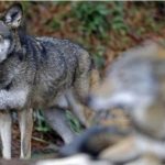 Συναντήσεις στον Δήμο Αχαρνών για τη συνύπαρξη του ανθρώπου με τον λύκο στον Εθνικό Δρυμό Πάρνηθας