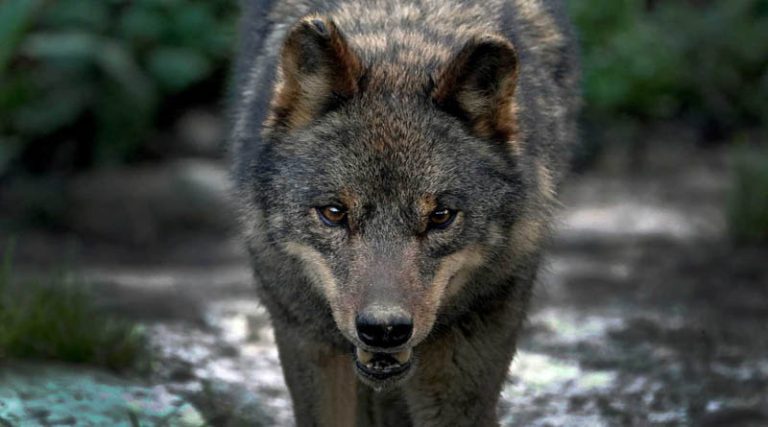 Πώς οι μεταλλαγμένοι λύκοι του Τσερνομπίλ αντιστέκονται στον καρκίνο