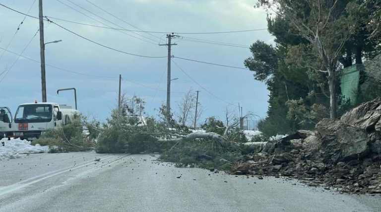 Πικέρμι: Προσοχή! Τεράστιο δέντρο έπεσε στην οδό Δωριέων στο Ντράφι! (φωτό)