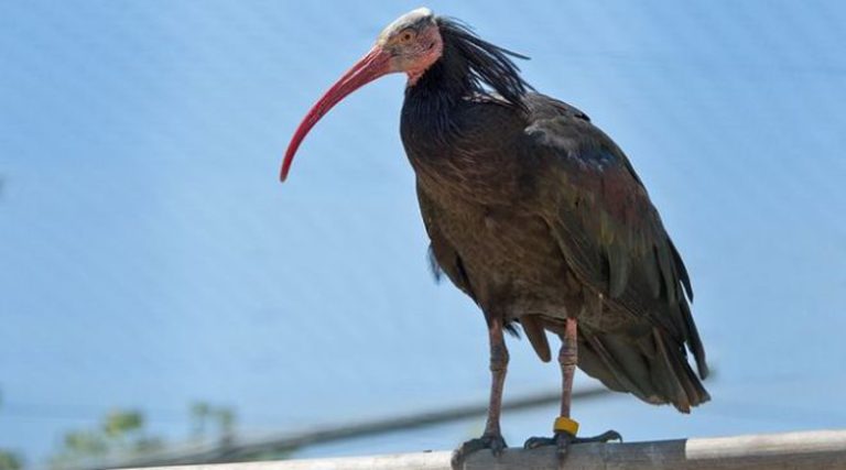 Αττικό Πάρκο: Διέφυγαν 32 πουλιά από ατύχημα λόγω της κακοκαιρίας