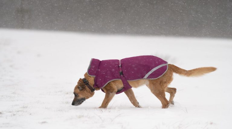 Πώς να βγάλεις τον σκύλο βόλτα όταν χιονίζει