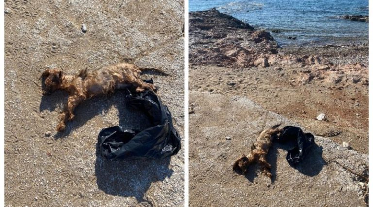 Βούλα: Κτηνωδία! Πέταξαν σκύλο στη θάλασσα μέσα σε δεμένη σακούλα! (προσοχή σκληρές εικόνες)