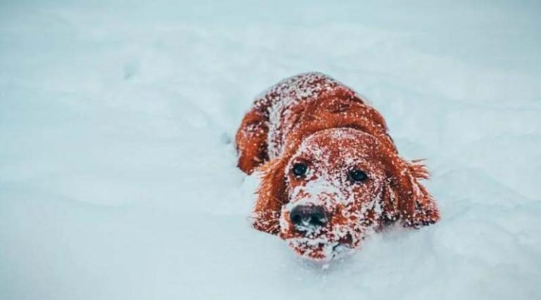 Το 10χρονο κορίτσι που επιβίωσε σε χιονοθύελλα χάρη στη ζεστασιά ενός αδέσποτου σκύλου