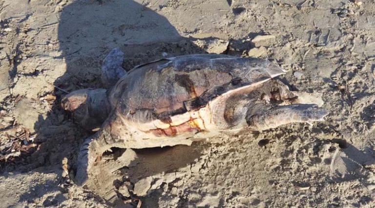 Ραφήνα: Νεκρή θαλάσσια χελώνα στην παραλία του Φίλιππα (φωτό)