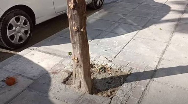 Tσιμέντωσαν ρίζες δέντρων στο κέντρο της πόλης