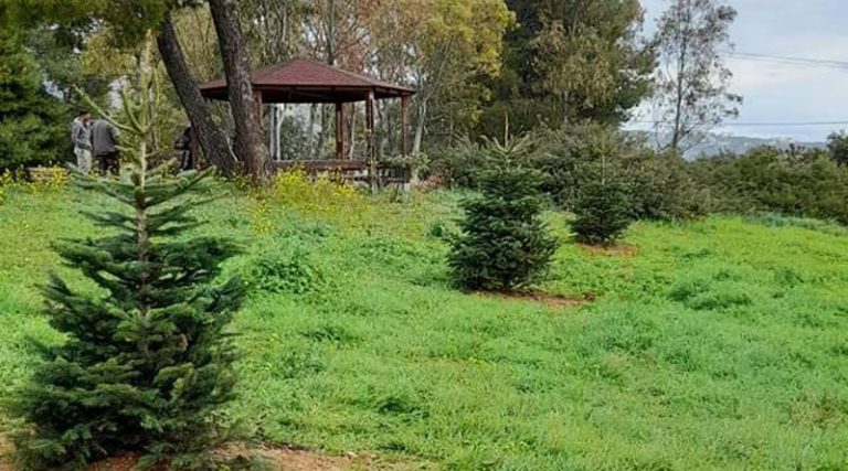 Πικέρμι: Φυτεύτηκαν έλατα στο Πάρκο στο Ντράφι (φωτό)