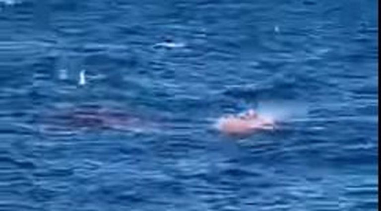Η σοκαριστική στιγμή που λευκός καρχαρίας κατασπάραξε κολυμβητή – “Υπήρχε αίμα παντού” (βίντεο)