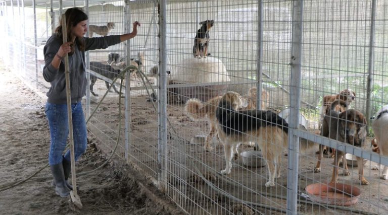 Έκκληση για υιοθεσία εκατοντάδων κακοποιημένων ζώων από το κυνοκομείο Σπάρτης