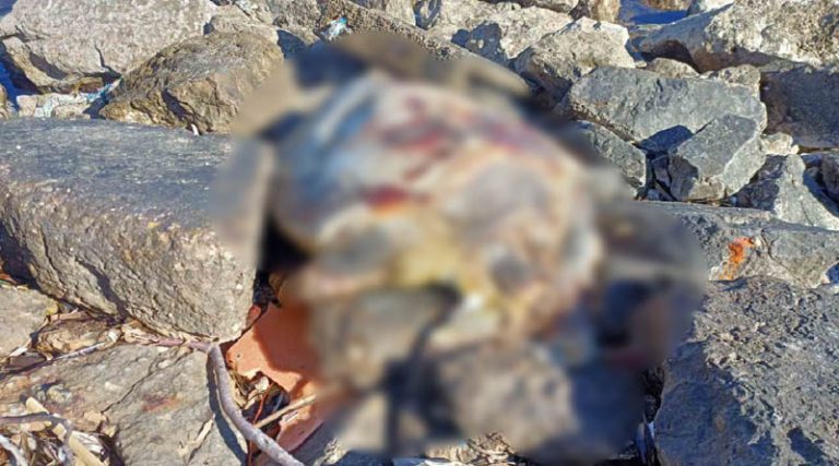 Αρτέμιδα: Νεκρή χελώνα καρέτα-καρέτα ξεβράστηκε σε παραλία (φωτό)