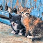 Κτηνωδία: Έρευνες για τη θανάτωση αδέσποτων γατών – Η καταγγελία κατοίκου