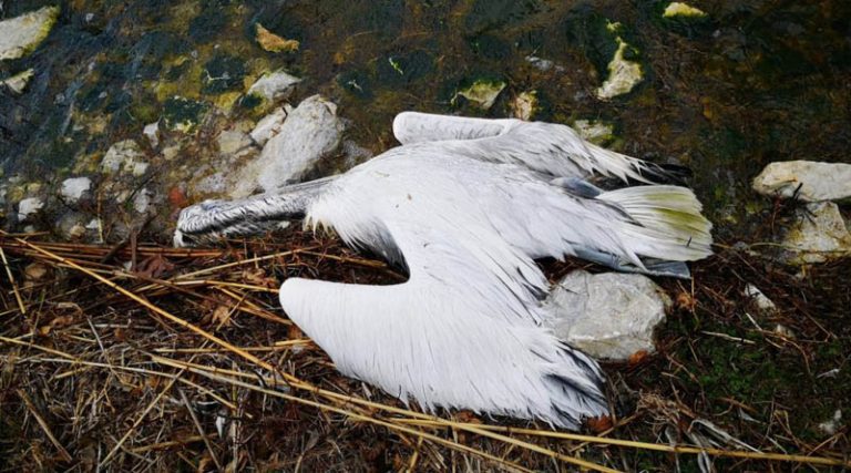 Εκατοντάδες πελεκάνοι νεκροί στις Πρέσπες από τη γρίπη των πτηνών