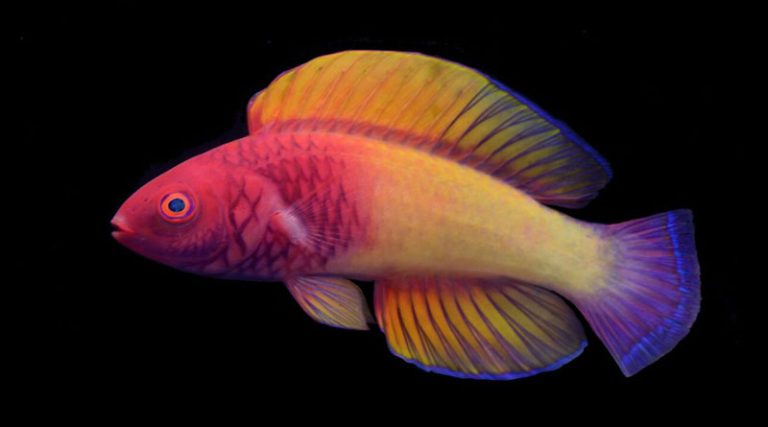 Ανακαλύφθηκε σπάνιο ψάρι στα χρώματα του ουράνιο τόξου! (φωτό)