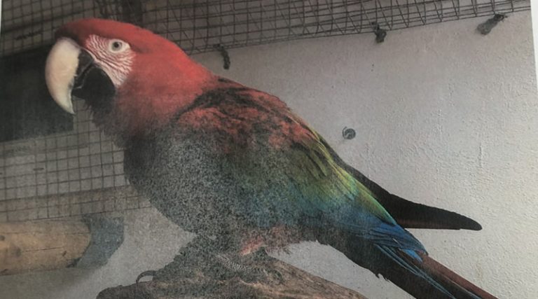 Ραφήνα: Άφαντος παραμένει ο παπαγάλος Μακάο – Δίνεται αμοιβή