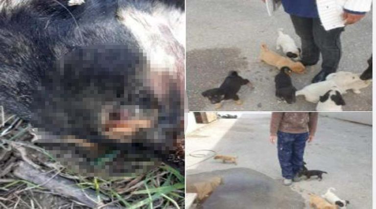 Σοκ στην Παλλήνη: Πυροβόλησαν στο κεφάλι και σκότωσαν σκυλίτσα που είχε γεννήσει πρόσφατα! (φωτό)