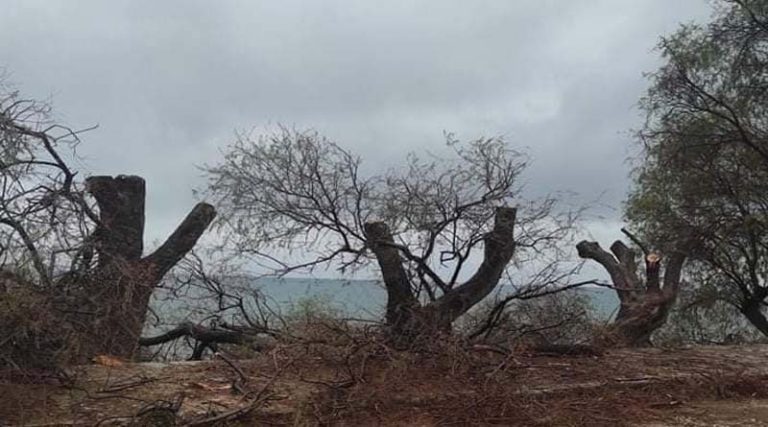 Τι συνέβη με τα αλμυρίκια στην παραλία του Βαρνάβα; (φωτό)