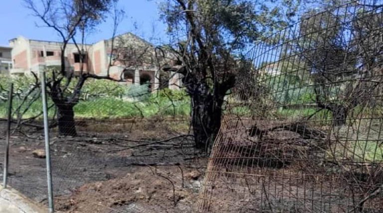Μαραθώνας: Υπό έλεγχο η φωτιά στο Καλέντζι – Έκαψε 3 στρέμματα (φωτό)