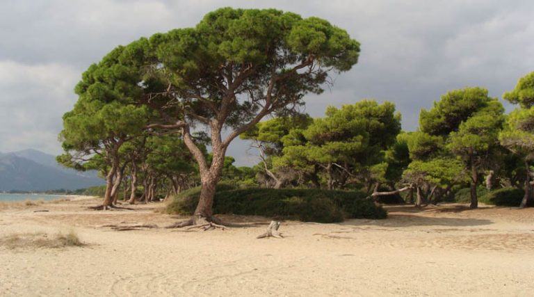 Μαραθώνας: Αντιπυρική θωράκιση του Σχινιά – Τα έργα που έγιναν για την προστασία  του παράκτιου δασικού οικοσυστήματος (φωτό)