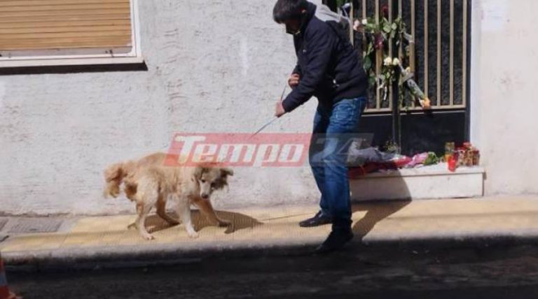 Φιλοζωικές οργανώσεις ζητούν να πάρουν τον σκύλο της Πισπιρίγκου και του Δασκαλάκη