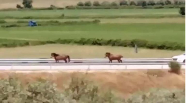 Απίστευτο περιστατικό! Η τροχαία κυνηγούσε άγρια άλογα στην στην Ιονία Οδό! (βίντεο)