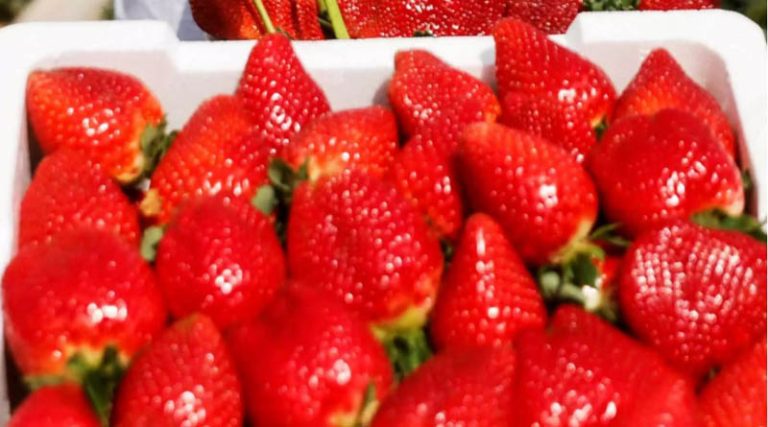 Σταθερή η ζήτηση για φράουλα – Με θετικό πρόσημο οι εξαγωγές