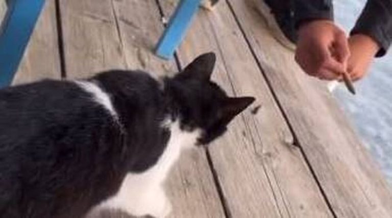 Συνελήφθη ο νεαρός που κλώτσησε την γάτα σε ψαροταβέρνα
