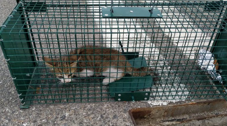 Ο Πήγασος Ραφήνας Πικερμίου έσωσε γατάκι που έπεσε σε φρεάτιο στην Παλλήνη! (φωτό)