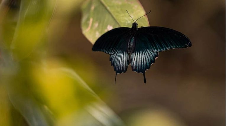 Τι συμβαίνει με τις μαύρες πεταλούδες που εμφανίζονται σε πολλές γειτονιές της Αττικής