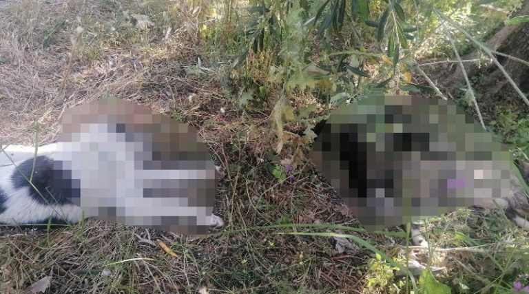 Κτηνωδία: Σκότωσαν πέντε σκυλάκια – Μάχη για τη ζωή τους δίνουν ακόμη δύο (φωτό)