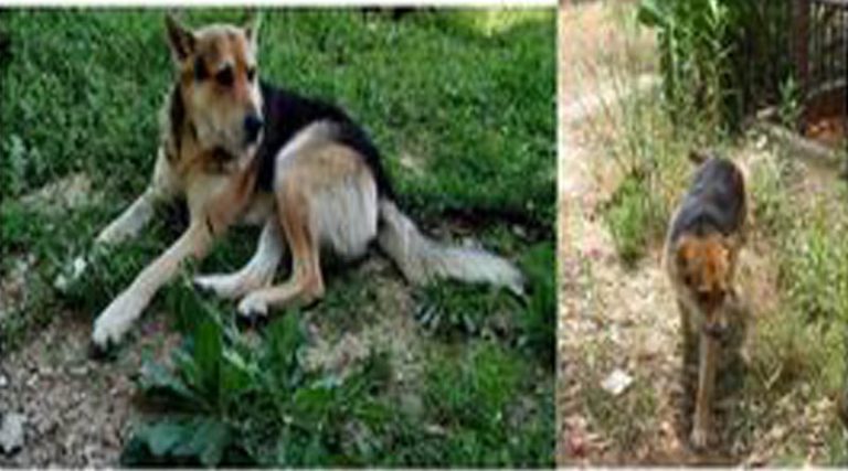 Ραφήνα: Χάθηκαν αυτά τα δύο σκυλάκια κοντά στο Κέντρο Υγείας