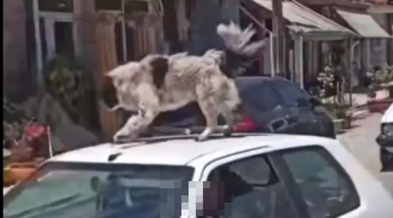 Συνελήφθη άνδρας που ανέβασε σκύλο σε οροφή αυτοκινήτου εν κινήσει