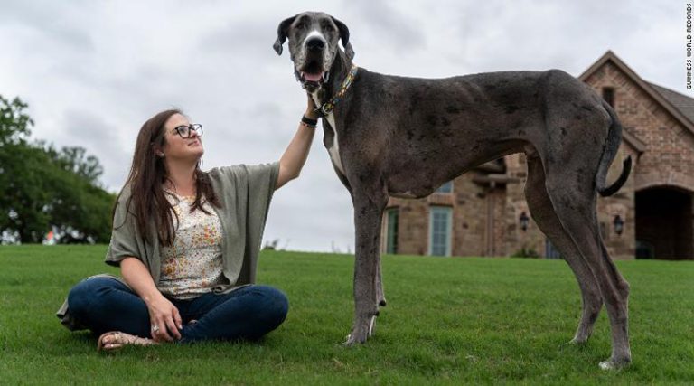 Πέθανε ο ψηλότερος σκύλος στον κόσμο σε ηλικία μόλις τριών ετών