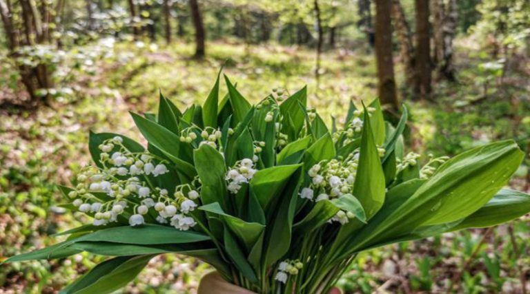 Πρωτομαγιά: “Το δάκρυ της Παναγιάς” είναι ένα από το πιο αγαπημένα λουλούδια του Μάη