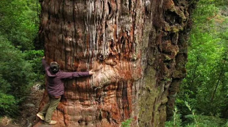 Αυτό είναι το παλαιότερο δέντρο του κόσμου πάνω από 5.000 ετών – Πού βρίσκεται (φωτό & βίντεο)