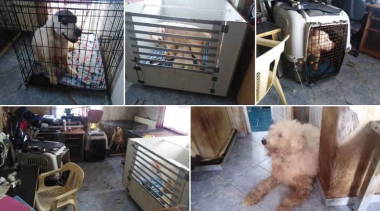 Φυλάκιση 21 μηνών με αναστολή στην 60χρονη που κρατούσε 16 σκυλιά σε διαμέρισμα