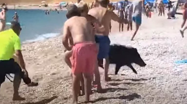 Αγριογούρουνο πετάχτηκε σε παραλία και δάγκωσε μια γυναίκα! (βίντεο)