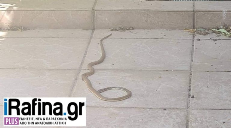 Ραφήνα: Βρήκε αυτό το φίδι στην αυλή του σπιτιού της! (φωτό)