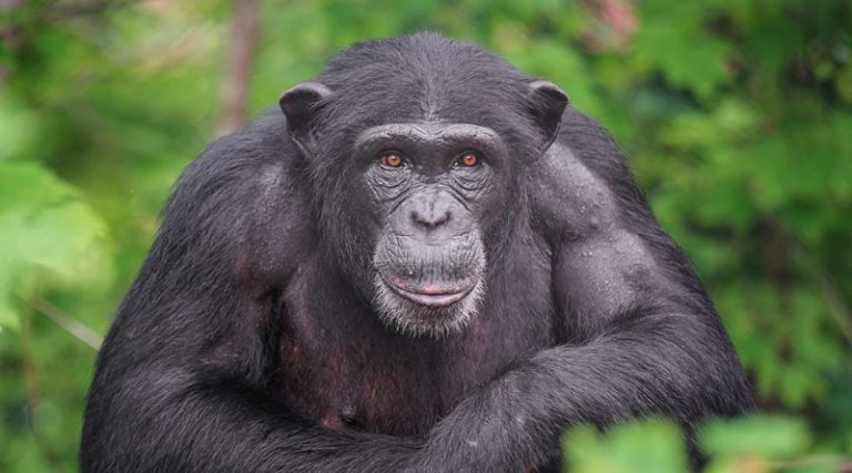 Αττικό Ζωολογικό Πάρκο: Σκότωσαν χιμπατζή, αφού πρώτα διέφυγε από τον περιορισμένο χώρο του