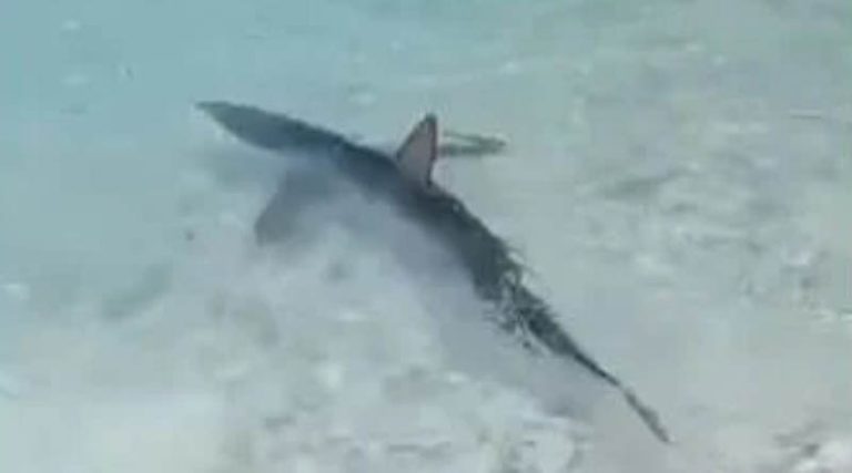 Γαλάζιος καρχαρίας εμφανίστηκε στα ρηχά σε παραλία του Ιoνίου! (βίντεο)
