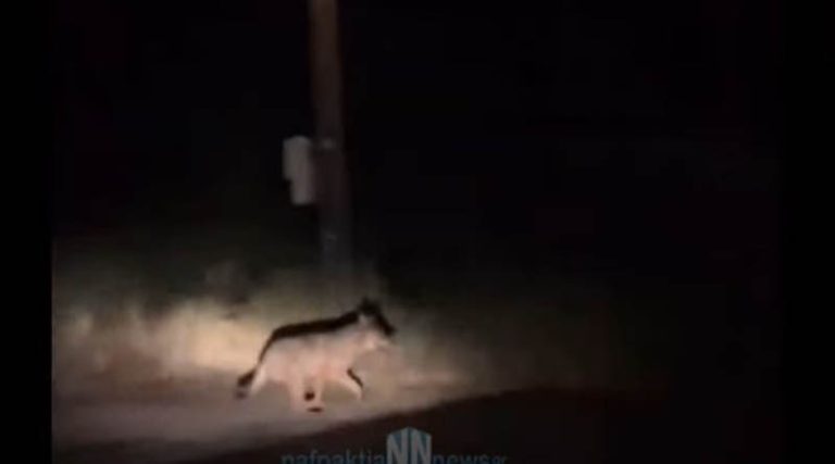 Λύκος έκοβε βόλτες έξω από το γήπεδο ποδοσφαίρου και δίπλα στα σπίτια! (βίντεο)