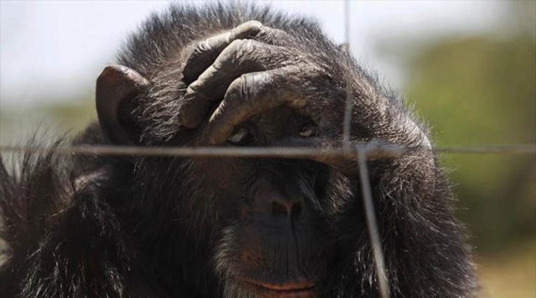 Σπάτα:  Σάλος με τη θανάτωση χιμπατζή στο Αττικό Ζωολογικό Πάρκο – «Σταματήστε να τα επισκέπτεστε»