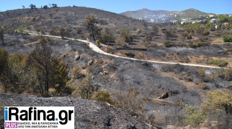 Πως έγιναν «τσιμέντο» τα δάση της Πεντέλης –  Ντράφι, Δασαμάρι, Διώνη κάθε 10 χρόνια καίγονται! (βίντεο)
