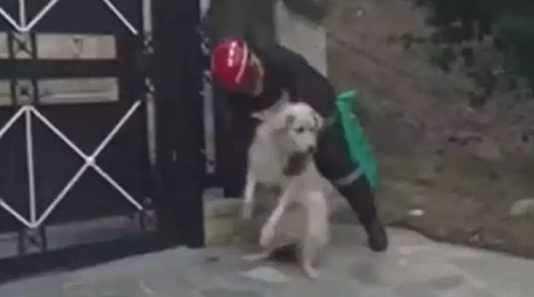 Φωτιά: Η συγκινητική στιγμή που εθελοντής σώζει σκύλο στο Ντράφι