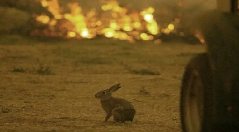 Φωτιές: Συγκλονιστική εικόνα – Ο «μαρμαρωμένος» λαγός μπροστά στις φλόγες