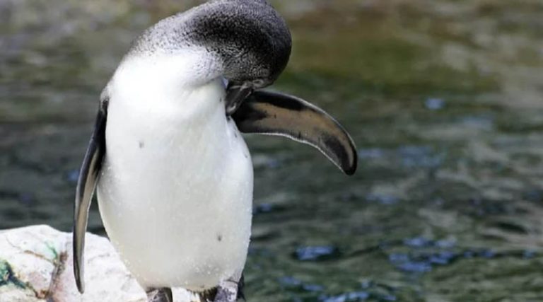 Απίστευτο: Πιγκουίνοι σε ενυδρείο κάνουν «απεργία πείνας» επειδή τους έκοψαν τις… ακριβές τροφές!