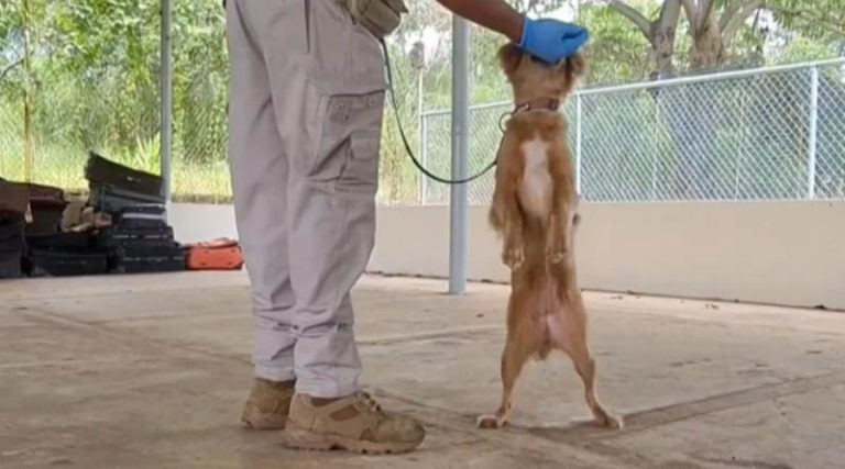 Η σκυλίτσα – θαύμα που έζησε για 40 μέρες χωρίς νερό και τροφή σε κοντέινερ!